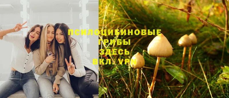 Галлюциногенные грибы Psilocybine cubensis  Любань 